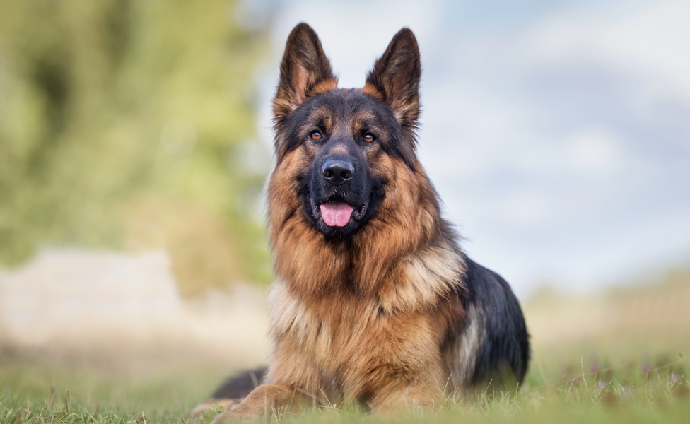 S. Christopher and Eleaine Wilson Dog Breeder Stud