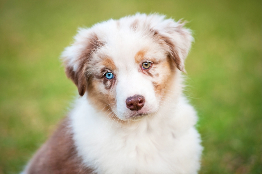 S. Christopher and Eleaine Wilson Dog Breeder Aussie