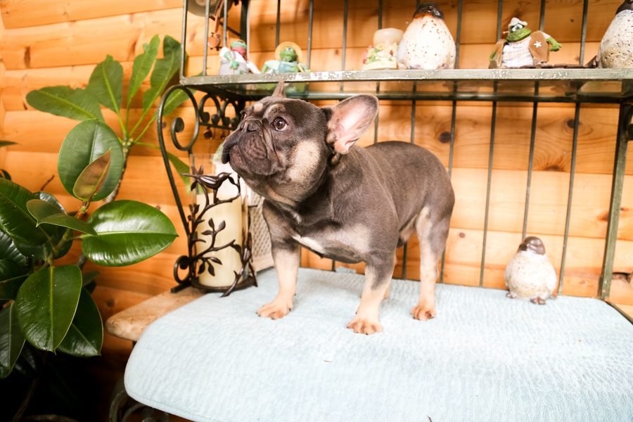 S. Christopher and Elaine Wilson star dog breeder French Bulldog